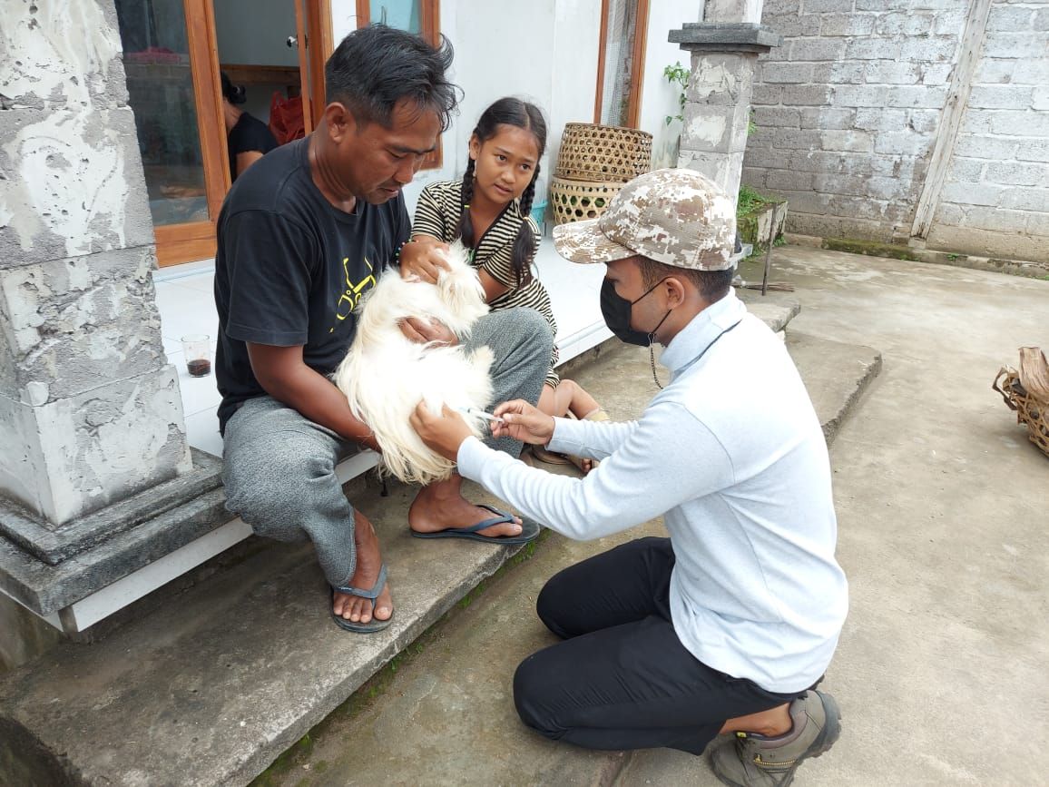 podiumnews.com-Vaksin Rabies Massal di Buleleng Capai 4.843 Anjing